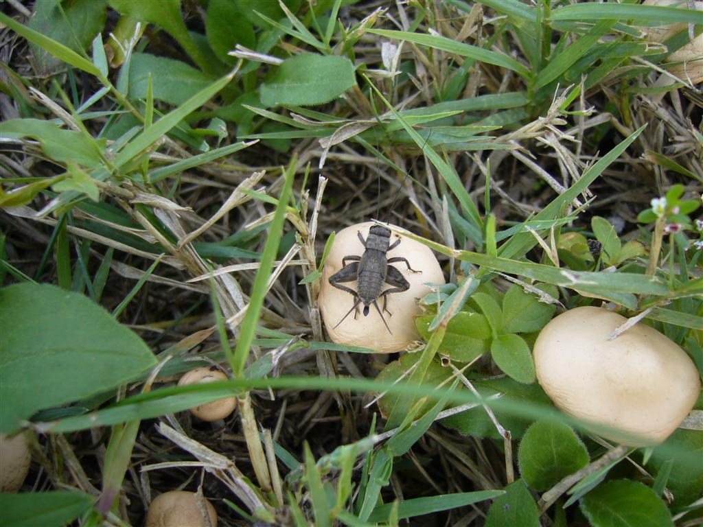 Grilli: Eumodicogryllus bordigalensis e Gryllus campestris